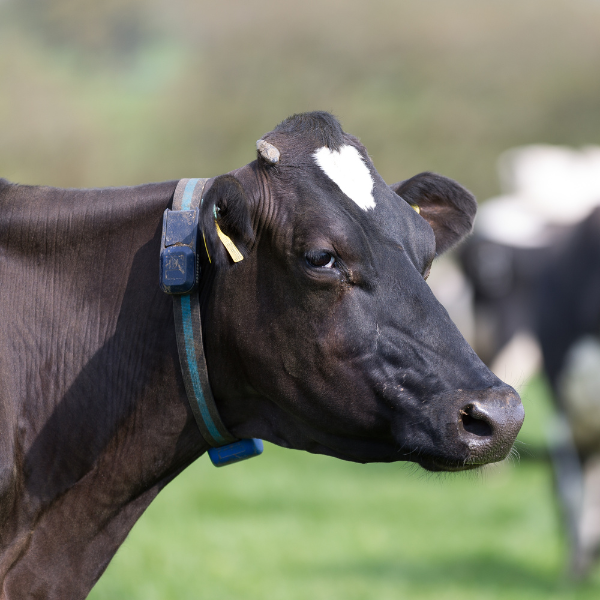 Cow heat detection