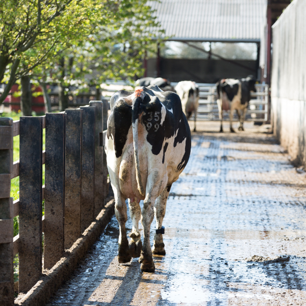 cow health issues